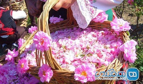 جشنواره گل محمدی و گلاب در خمین برگزار می شود