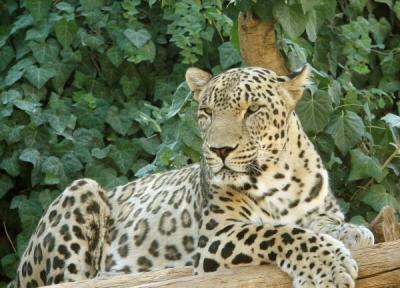 پلنگ ایرانی، گربه سان در معرض خطر انقراض