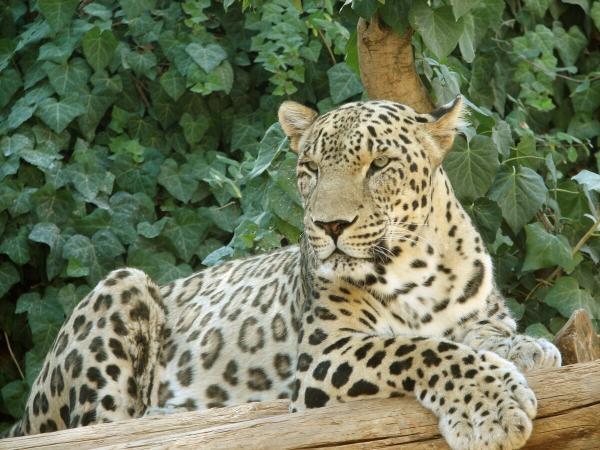 پلنگ ایرانی، گربه سان در معرض خطر انقراض