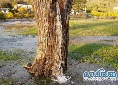 درخت و چاهی که به فواره آب تبدیل می شوند ، پدیده های طبیعی عجیب