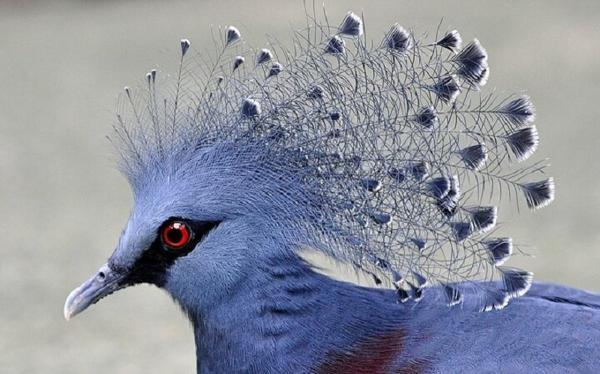 کبوتر تاج دار؛ پرنده ای به زیبایی طاووس